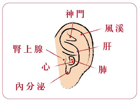 風溪|風溪耳穴:別名,診斷作用,功能作用,定位,主治,操作,功效,配伍,